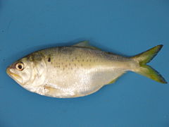 General knowledge about Gulf menhaden