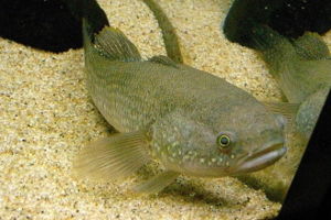 General knowledge about Gudgeon (fish)