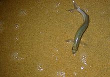 General knowledge about Grunion