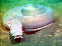 General knowledge about Hagfish