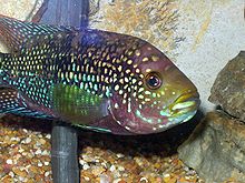 General knowledge about Jack Dempsey (fish)