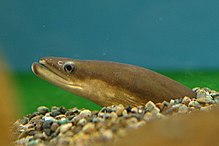 General knowledge about Japanese eel