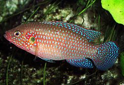 General knowledge about Jewel cichlid