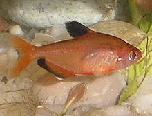 General knowledge about Serpae tetra