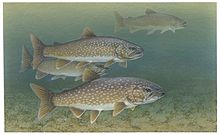 General knowledge about Lake trout