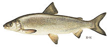 General knowledge about Lake whitefish