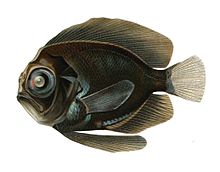 General knowledge about Manefish