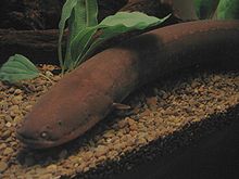General knowledge about Naked-back knifefish