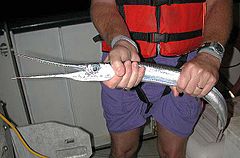 General knowledge about Needlefish