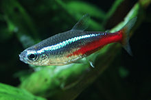 General knowledge about Neon tetra