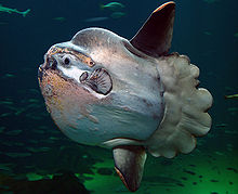 General knowledge about Ocean sunfish