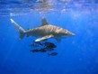 General knowledge about Oceanic whitetip shark