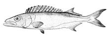 General knowledge about Oilfish