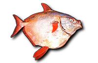 General knowledge about Opah