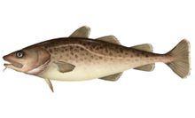 General knowledge about Pacific cod