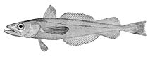 General knowledge about North Pacific hake