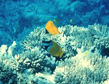 General knowledge about Rabbitfish