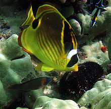 General knowledge about Raccoon butterflyfish