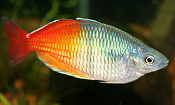 General knowledge about Rainbowfish