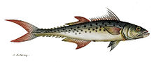 General knowledge about Indo-Pacific king mackerel
