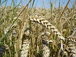 General knowledge about Wheat
