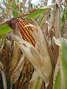 General knowledge about Maize