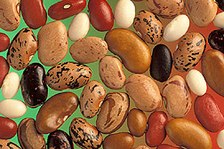 General knowledge about Common Bean