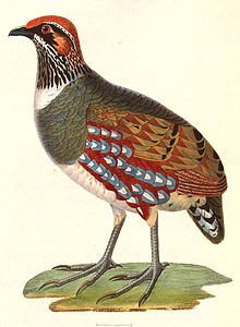 General knowledge about Hill partridge