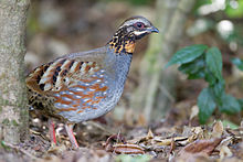 General knowledge about Rufous-throated partridge