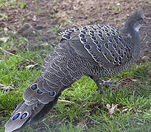 General knowledge about Grey peacock-pheasant