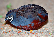 General knowledge about King quail