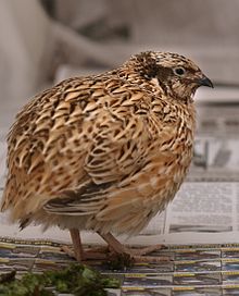 General knowledge about Japanese quail