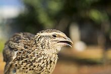 Common quail
