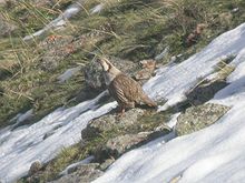 General knowledge about Himalayan snowcock