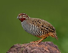 General knowledge about Jungle bush quail