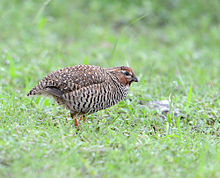 General knowledge about Rock bush quail