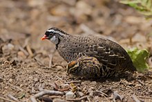 General knowledge about Painted bush quail
