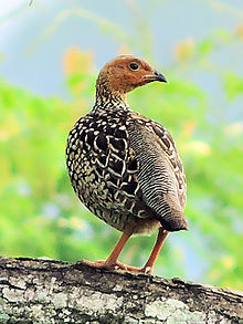 General knowledge about Painted francolin