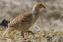 General knowledge about Grey francolin