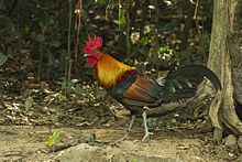 General knowledge about Red junglefowl