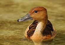 General knowledge about Fulvous whistling duck