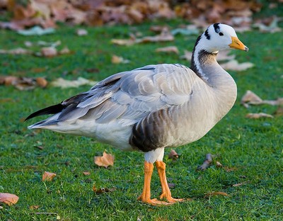General knowledge about Bar-headed goose