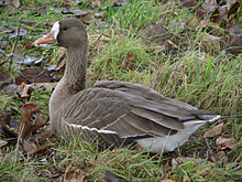 General knowledge about Greater white-fronted goose