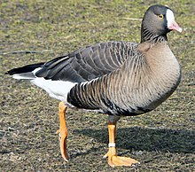 General knowledge about Lesser white-fronted goose