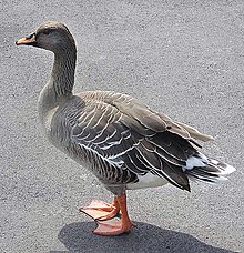 General knowledge about Taiga bean goose