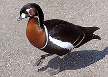 General knowledge about Red-breasted goose