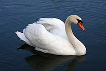 General knowledge about Mute swan