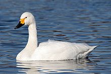 General knowledge about Tundra swan