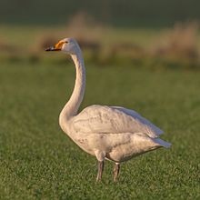 General knowledge about Whooper swan