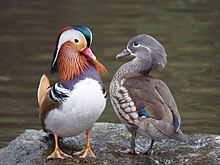General knowledge about Mandarin duck